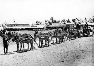 Zebra-trukket vogn, ca. 1890